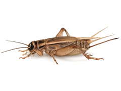 Brown House Cricket - aka Milo food