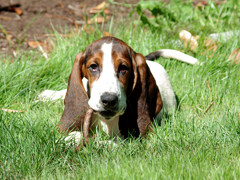 Basset - Goofus