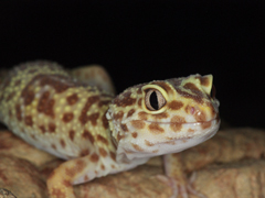 Leopard Gecko - Milo
