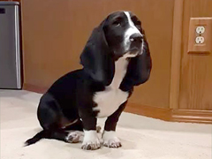 Basset - Roo