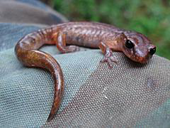 Ensatina (Salamander)
