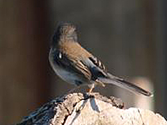 Dark-eyed Junco